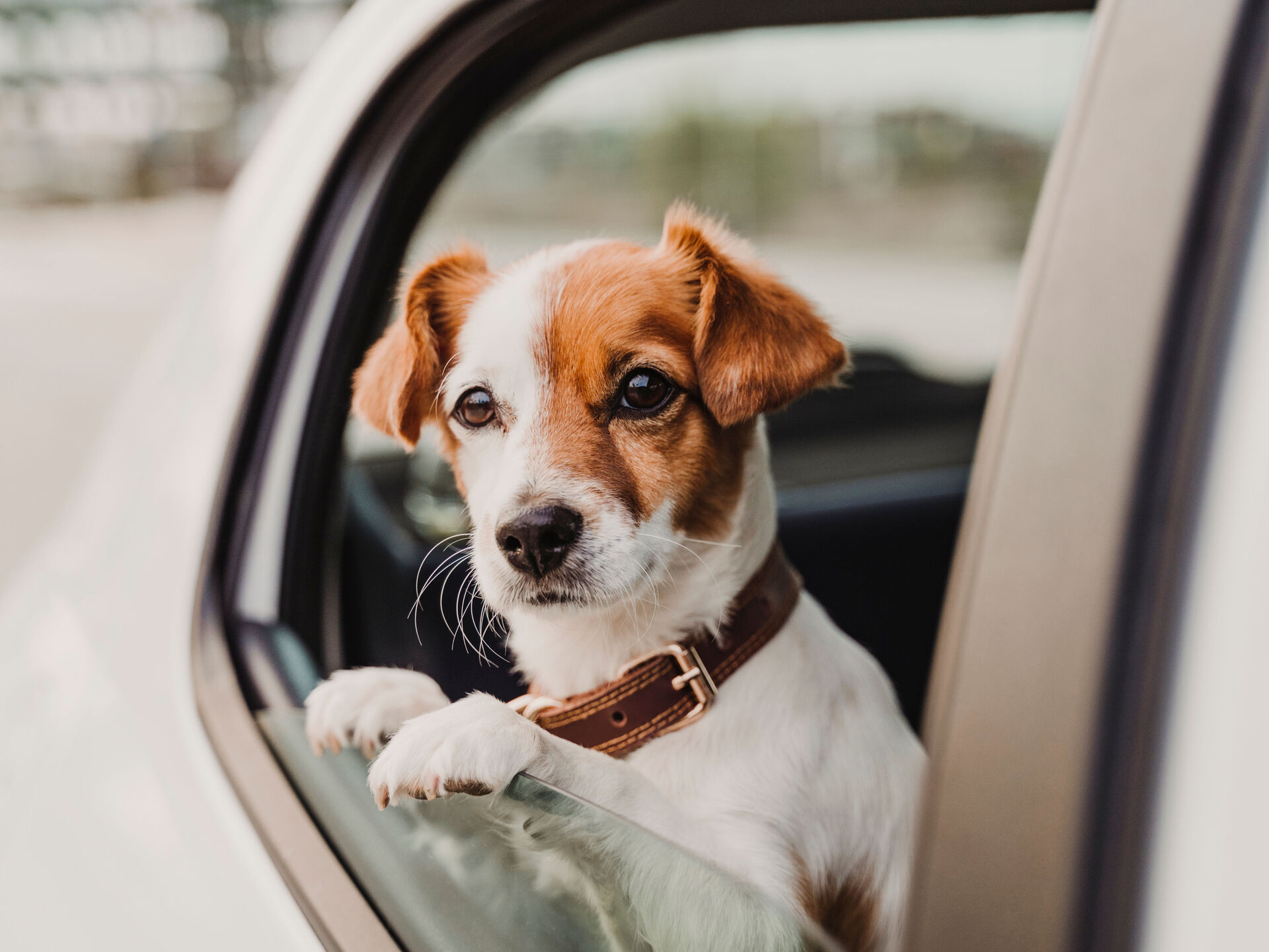 Unterschätzte Gefahr: Den Hund im Auto lassen