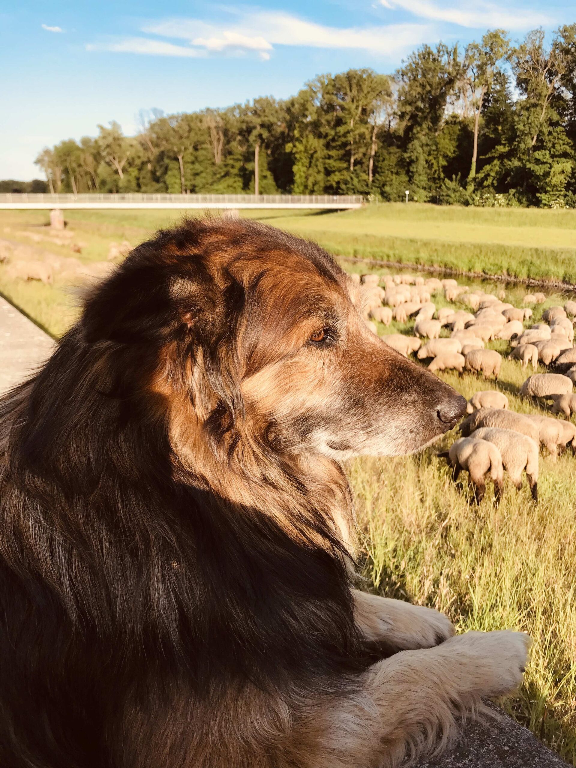 Ein Hütehund sitzt vor einer Schafherde.