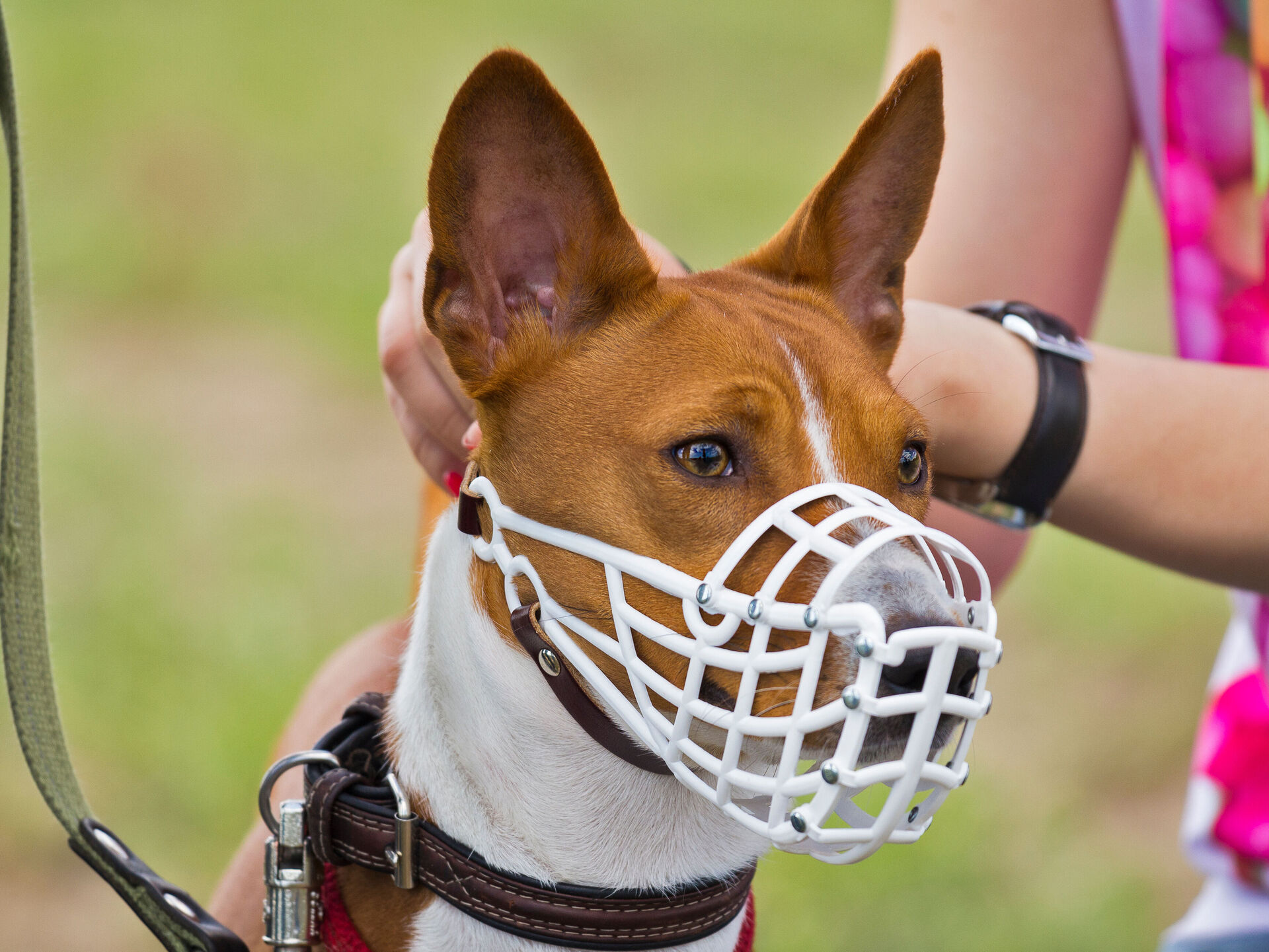 Maulkorbpflicht für Hunde