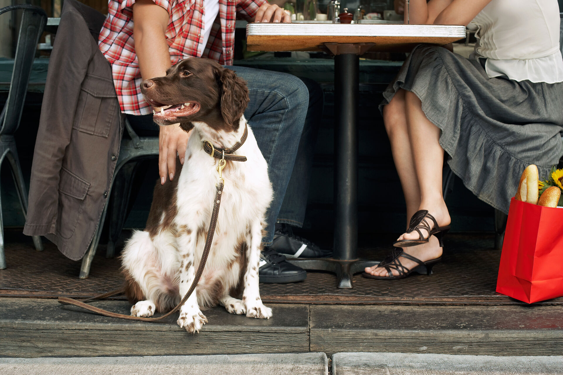 Ein Hund sitzt neben einem Tisch im Restaurant und wird gestreichelt.