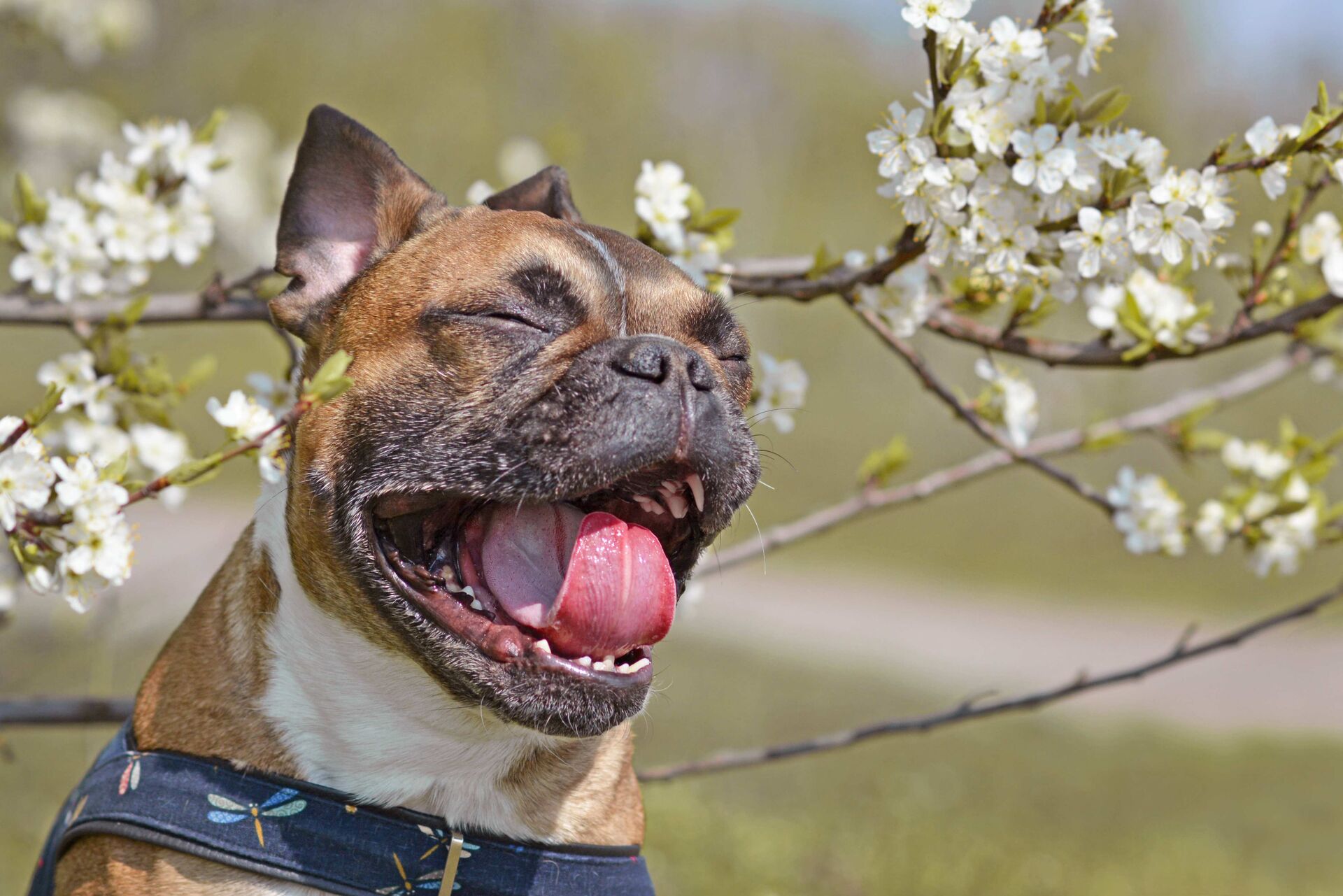 Eine French Bulldogge sitzt neben einem Strauch und niest. 