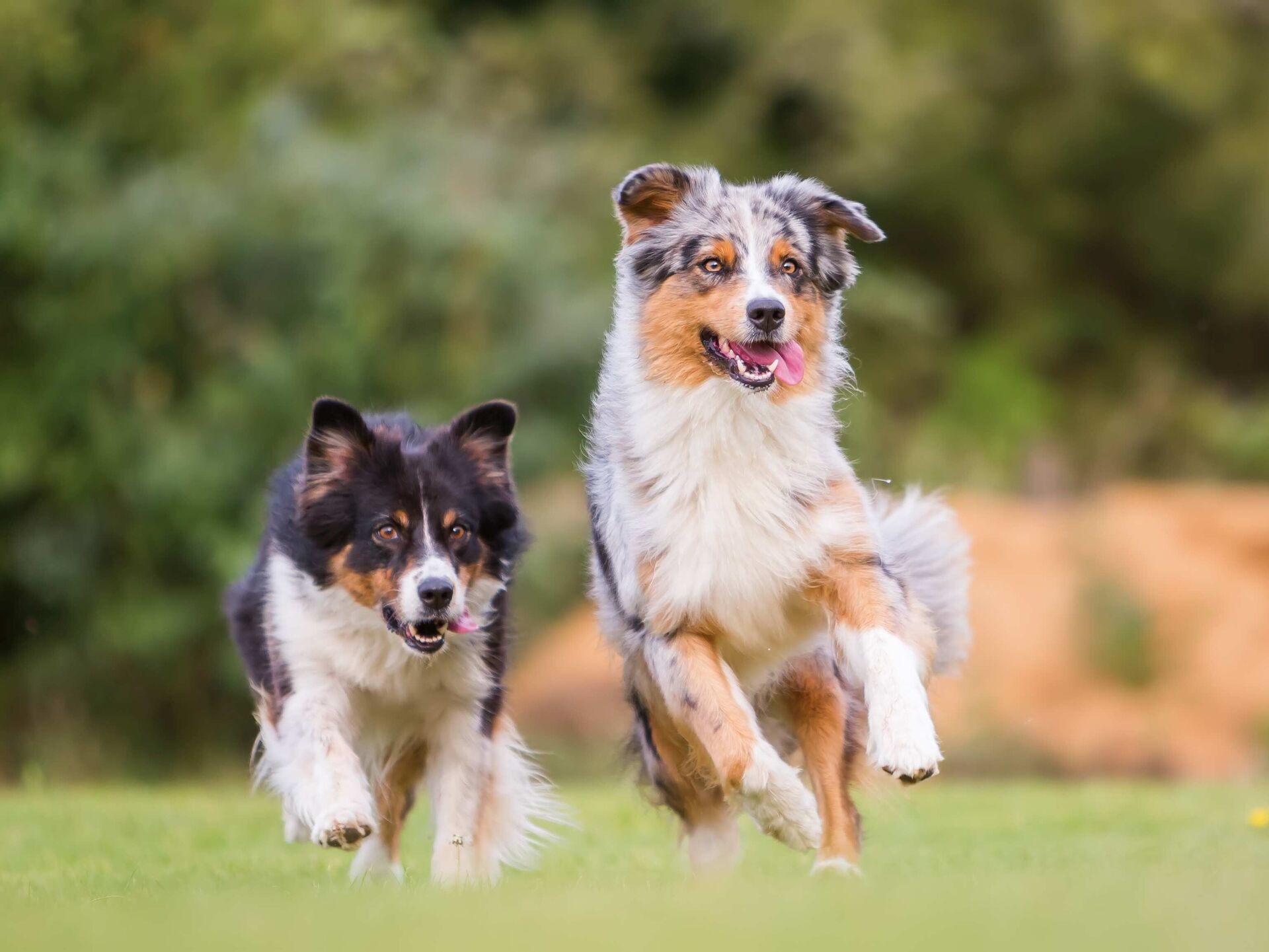 Rasseporträt: Australian Shepherd