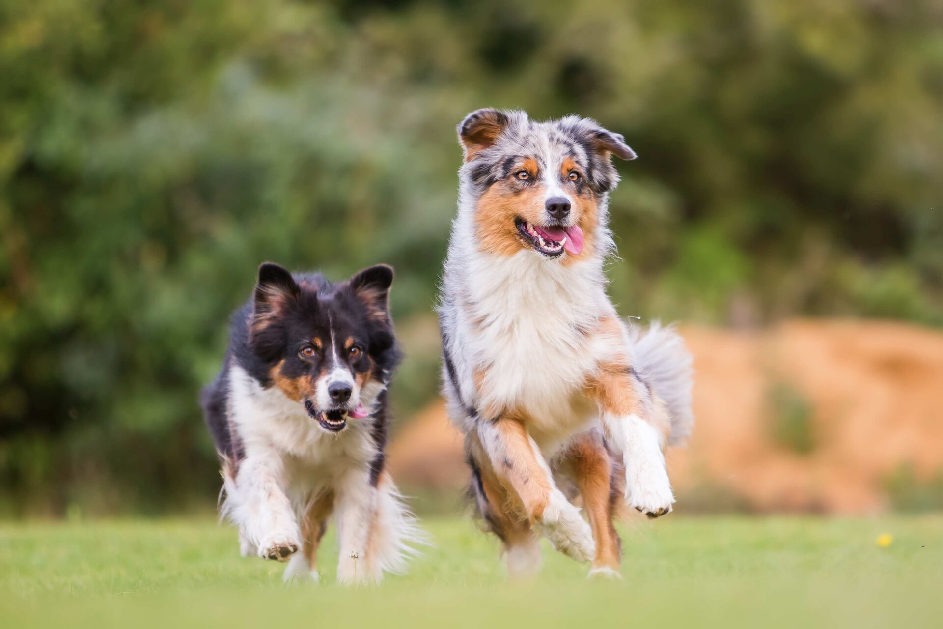 Zwei Australian Shepherds laufen nebeneinander auf einer Wiese.