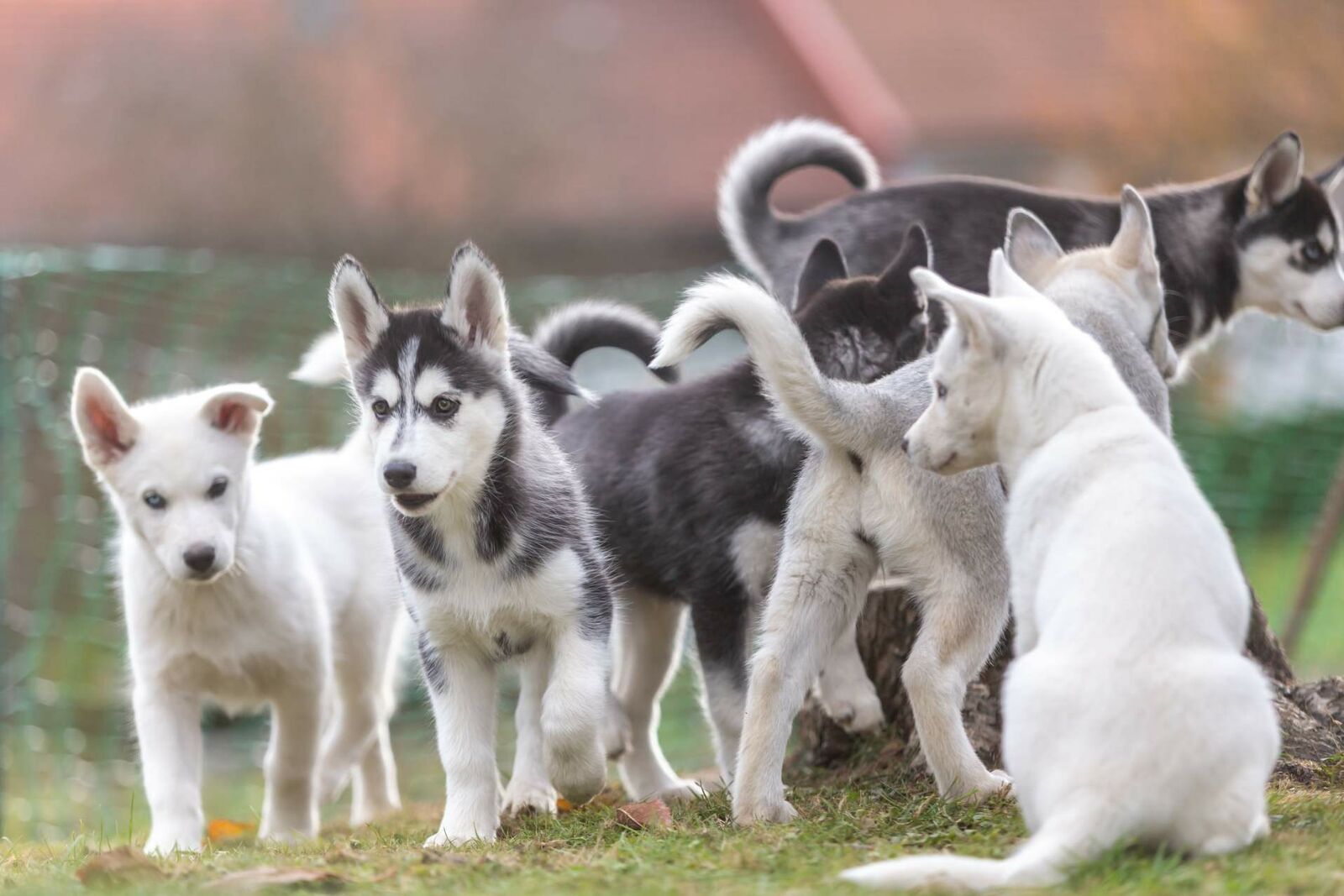 Husky-Welpen laufen in einem kleinen Rudel über eine Wiese.
