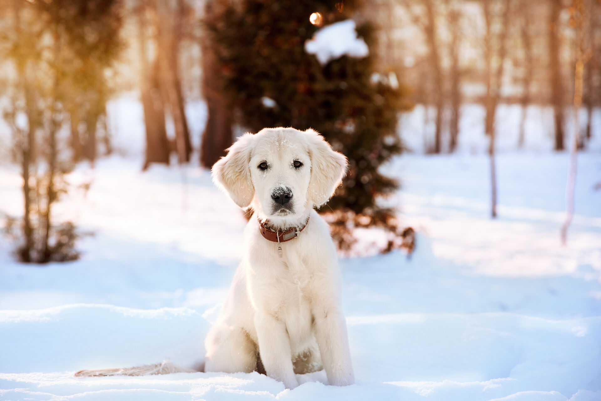 Ein heller Golden-Retriever-Welpe sitzt im Schnee und schaut in die Kamera.