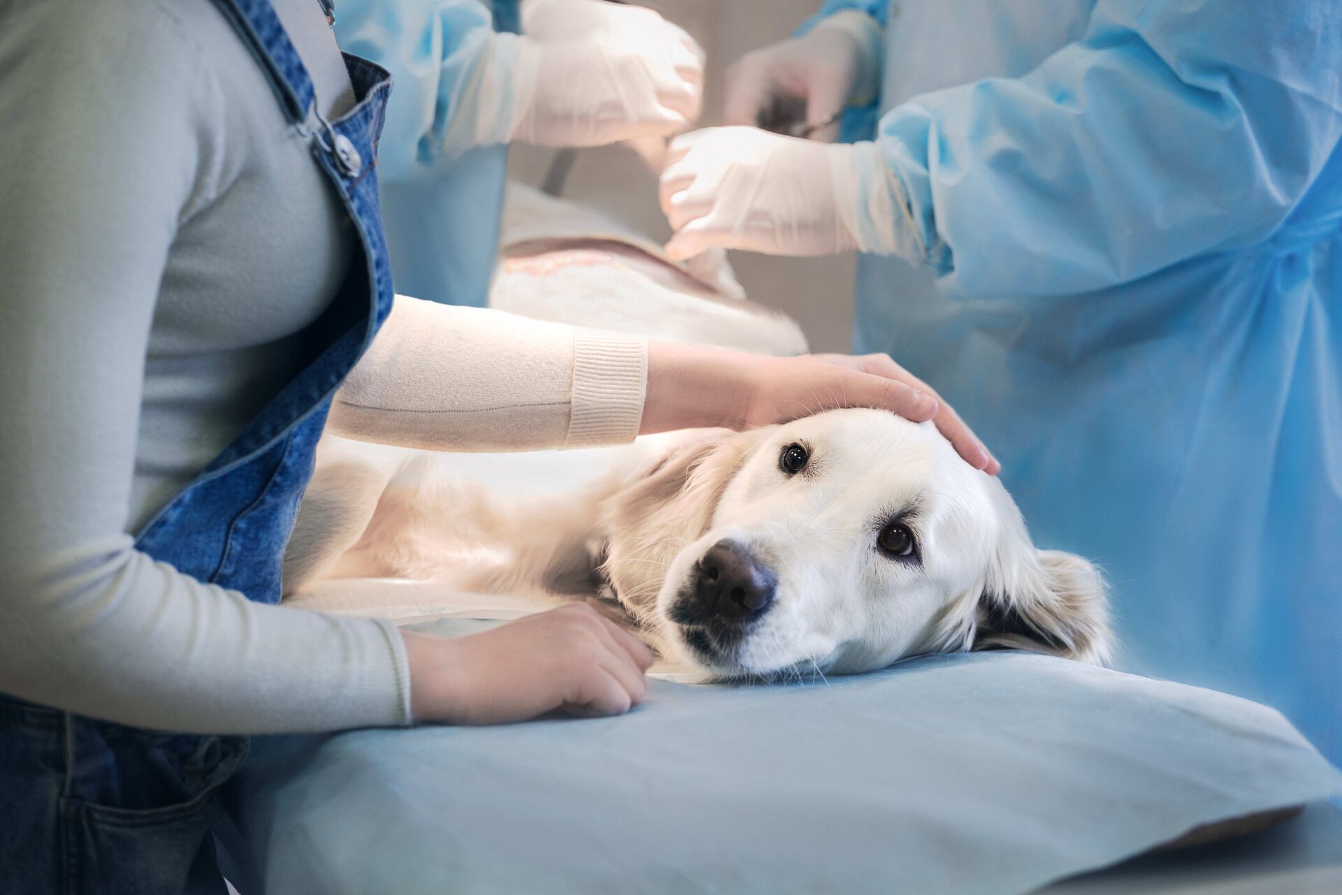 Golden Retriever liegt beim Tierarzt und wird behandelt.