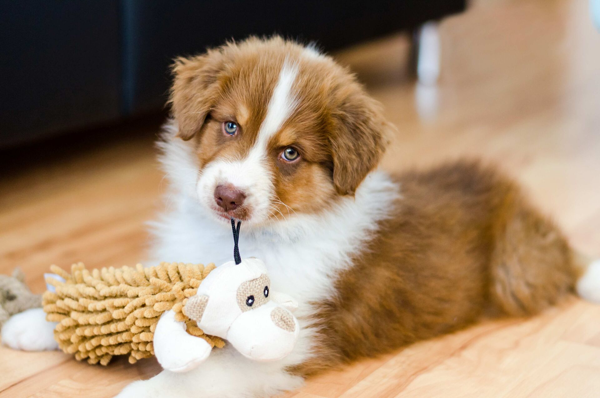 Ein Australian-Shepherd-Welpe hat sein Spielzeug im Maul.