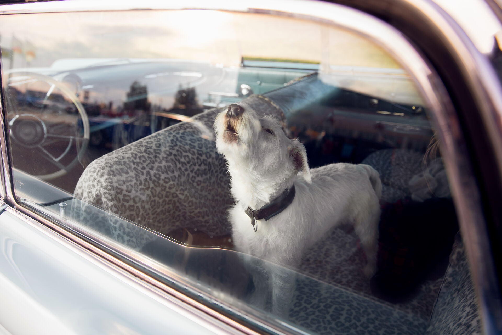 Ein Hund, der allein in einem geschlossenen Auto heult.