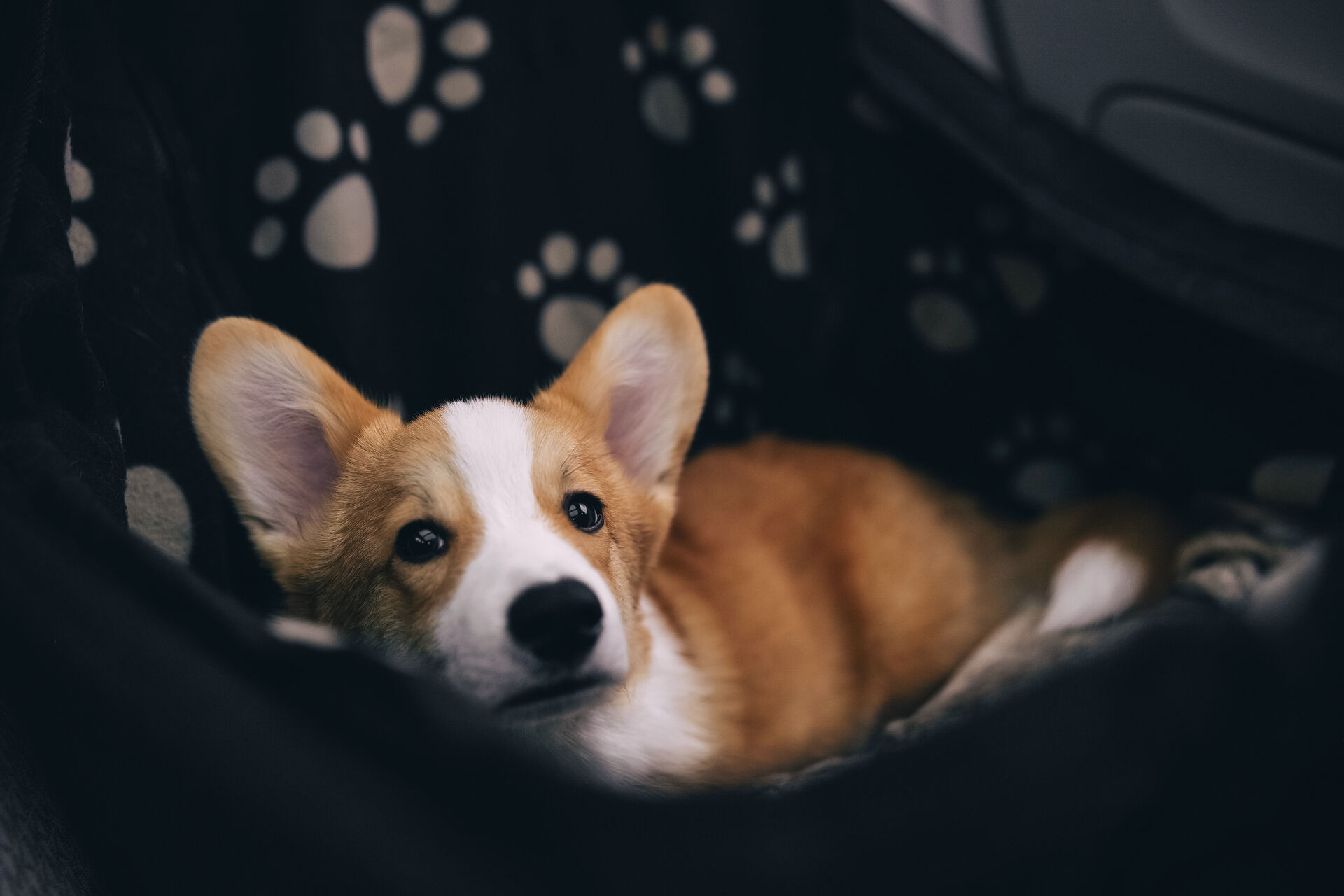 Ein Hund, der auf dem Autorücksitz auf einer Decke liegt.